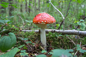 Mushroom fly agaric in the forest.