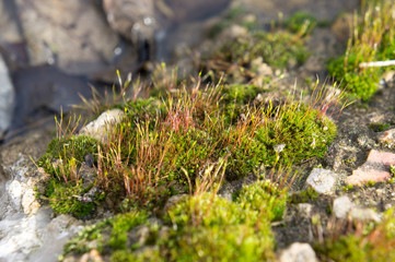 Flowering moss near the puddle in April