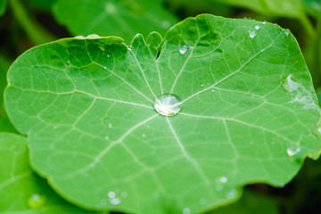 Large beautiful drops of rain water on a green leaf macro. Drops of dew in the morning glow in the sun. Beautiful leaf texture. Natural background.