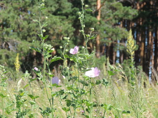 лесная мальва