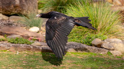 WedgeTail Eagle