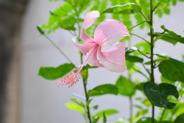 Shoe Flower, Chinese Rose, hibiscus