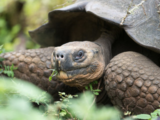 Obraz premium Giant tortoise at tortoise ranch, Isabella Island, Galapagos Islands, Ecuador