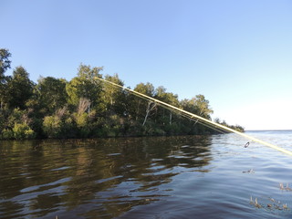 лес возле озера