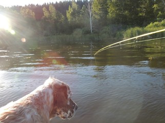 собака ловит рыбу