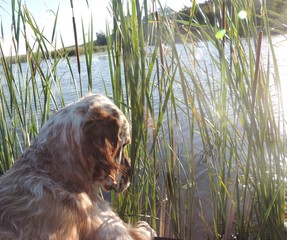 собака ловит рыбу