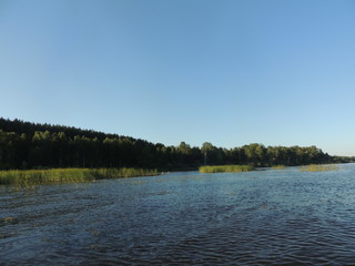 лес возле озера