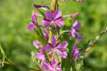 Naklejka premium Flowers of the plant rose-bay (willow-herb).