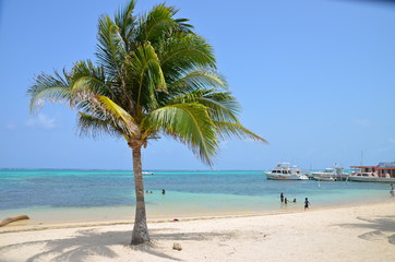 Obraz na płótnie Canvas Coconut Tree and Beach