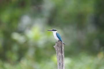 Collared Kingfisher (Todiramphus chloris) in Sabah, Borneo, Malaysia