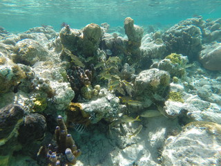 Fototapeta na wymiar Barrier Reef