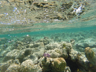 Barrier Reef