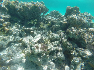 Naklejka na ściany i meble Barrier Reef