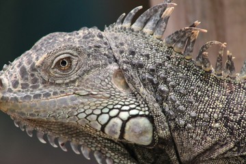 Lizard Side View