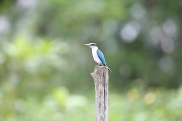 Collared Kingfisher (Todiramphus chloris) in Sabah, Borneo, Malaysia