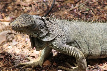 Iguana  