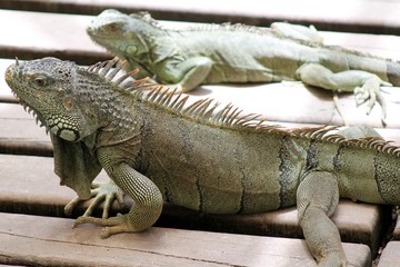Iguana 