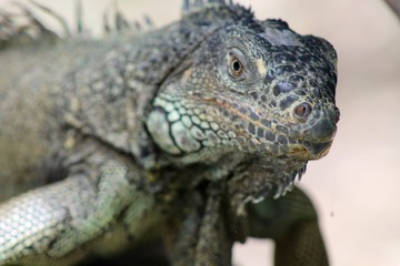 Iguana 