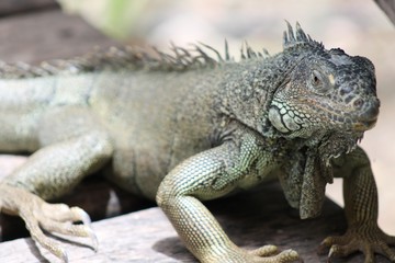 Iguana 