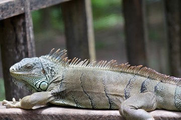 Iguana  