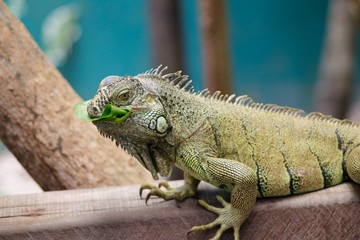 Iguana Eating 