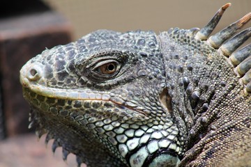 Iguana  