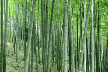 竹林　