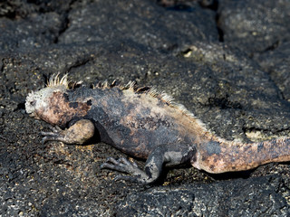 Marine Iguana on Bacchus Beach, Galapagos Islands, Ecuador
