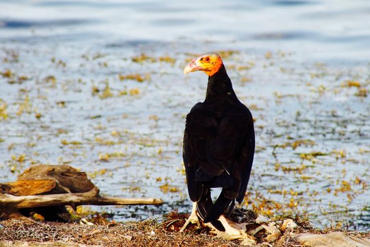 Belize Vulture Hunting