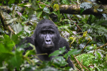 Gorillas in Bwindi National Park, Uganda