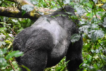 Gorillas in Bwindi National Park, Uganda
