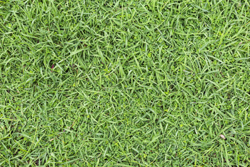Fresh green grass background, natural concept background, outdoor day light, environmental background