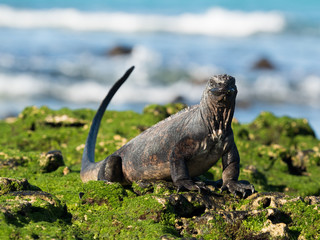 Marine Iguana on Bacchus Beach, Galapagos Islands, Ecuador
