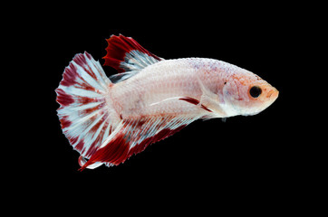 Obraz premium Moving moment of siamese fighting fish, Betta splendens (Plakat Thai) is a popular species of freshwater aquarium fish isolated on black background.