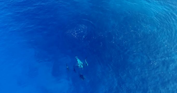 Aerial footage of spinner dolphins swimming in a tight group in Kailua Kona, Hawaii.