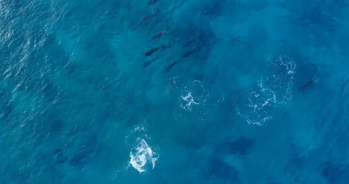 Aerial footage of a spinner dolpin jumping and flipping multiple times in Kailua Kona, Hawaii.