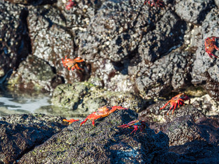 Sally Lightfoot Crabs at Bacchus Beach, Isabella Island, Galapagos Islands, Ecuador