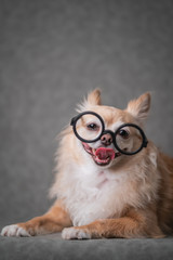 cute brown chihuahua wear black round glasses with grey leather background