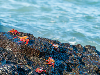 Sally Lightfoot Crabs at Bacchus Beach, Isabella Island, Galapagos Islands, Ecuador