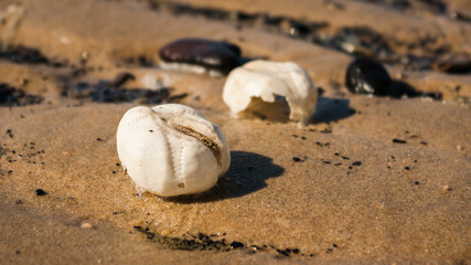 Fototapeta na wymiar Sea urchin tests in perspective on the Northsea beach