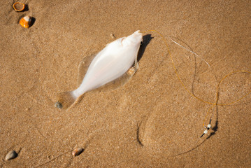 Caught fish on the sand of the North Sea beach