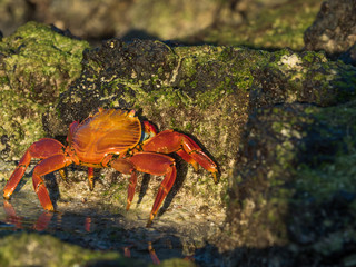 Sally Lightfoot Crabs at Bacchus Beach, Isabella Island, Galapagos Islands, Ecuador