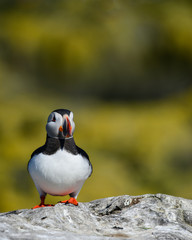 Colorful Atlantic Puffin or Comon Puffin Fratercula Arctica in Northumberland England on bright...