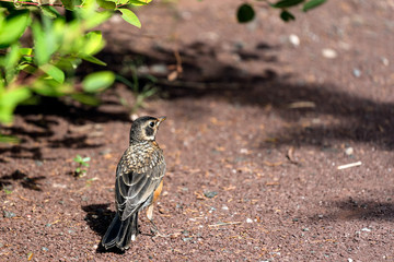 Robin looking for food on the ground. 