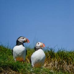 Colorful Atlantic Puffin or Comon Puffin Fratercula Arctica in Northumberland England on bright Spring day