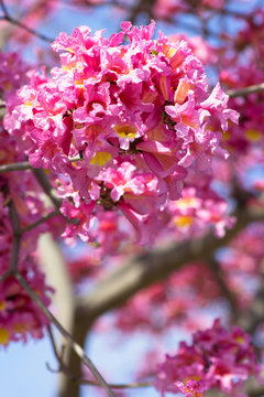 Vibrant pink and yellow trumpet shaped flowers on a branch of the Tabebuia Tree