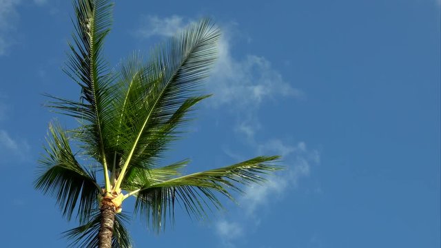A palm tree blows in a light breeze on a partly cloudy, summer day, with text space to the right.