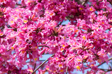 Close up of frilly pink Tabebuia tree in full bloom against a blue sky, bell shaped trumpet flowers, Tabebuia Rosea, Bignoniaceae, Pink trumpet tree