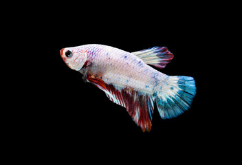 Obraz premium Fancy Betta Siamese fighting fish, Betta splendens (Plakat Thai) is a popular species of freshwater aquarium fish isolated on black