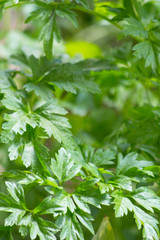 Fototapeta na wymiar Growing fresh parsley in home garden, close up; popular herbs used to cook food to add flavor and fragrance